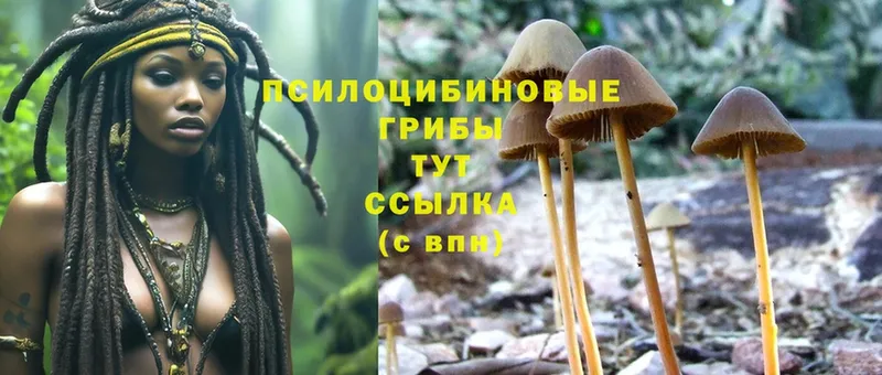 Галлюциногенные грибы Psilocybine cubensis  OMG ONION  Лодейное Поле 